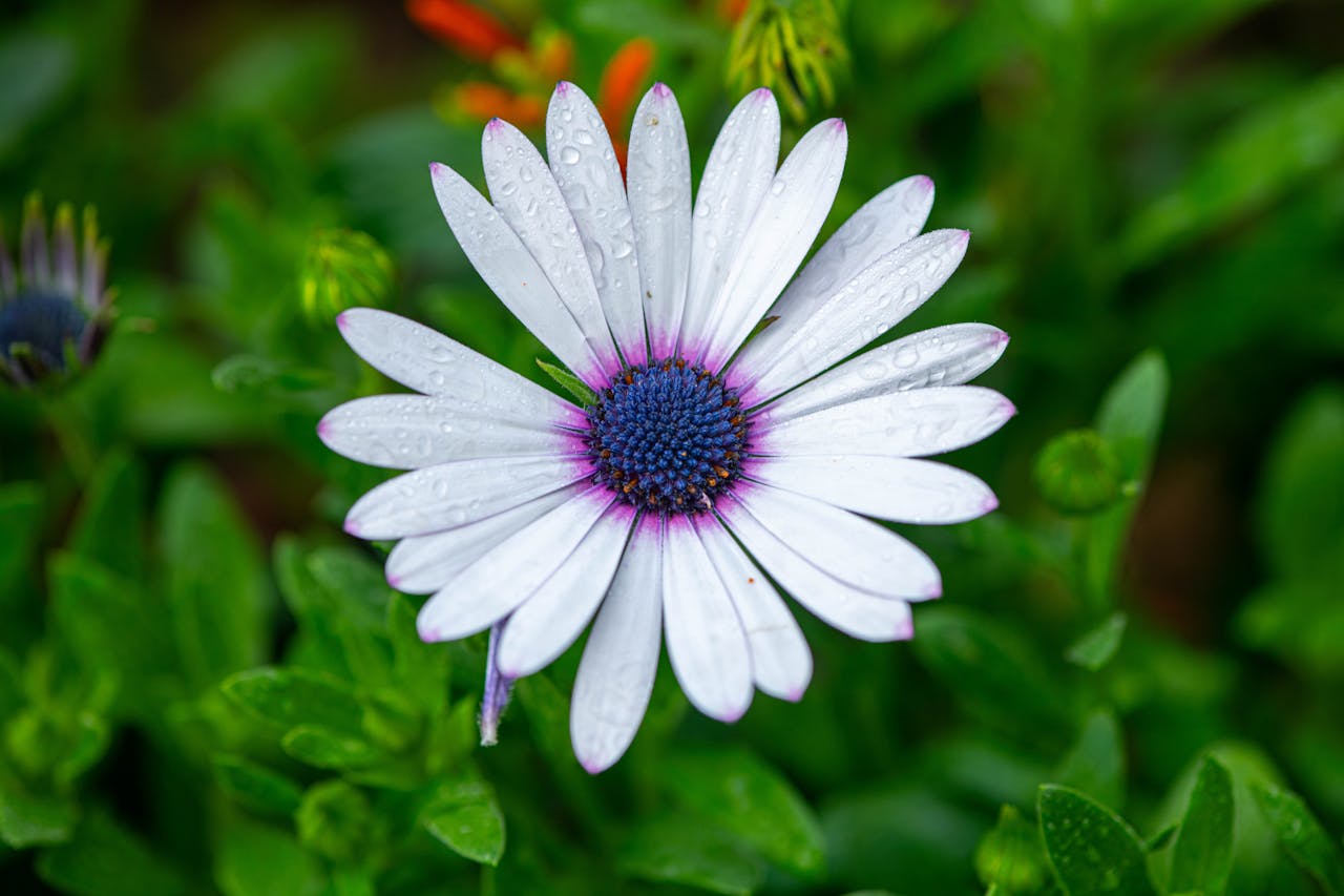 Free stock photo of winter flower